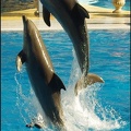 Marineland - Dauphins - Spectacle 14h30 - 067