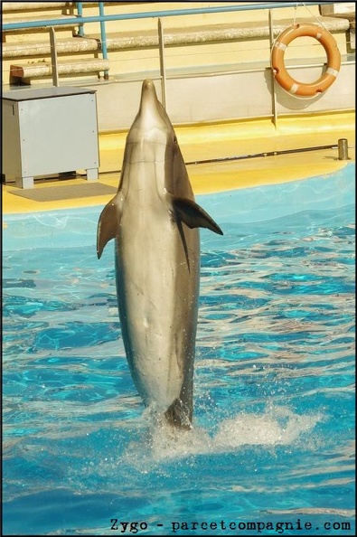 Marineland - Dauphins - Spectacle 14h30 - 069