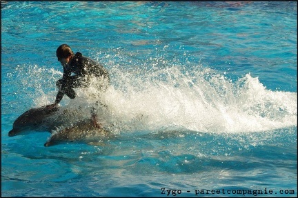 Marineland - Dauphins - Spectacle 14h30 - 070