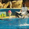 Marineland - Dauphins - Spectacle 14h30 - 071