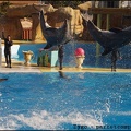 Marineland - Dauphins - Spectacle 14h30 - 078