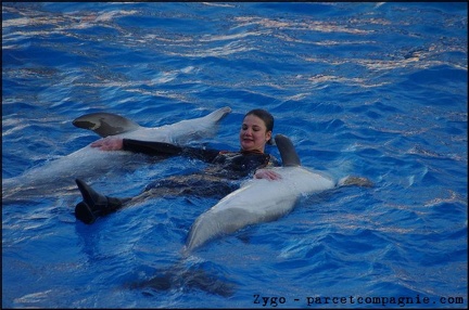 Marineland - Dauphins - Spectacle 17h00 - 085