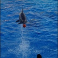 Marineland - Dauphins - Spectacle 17h00 - 088