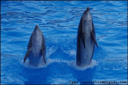 Marineland - Dauphins - Spectacle 17h00 - 089