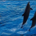 Marineland - Dauphins - Spectacle 17h00 - 090