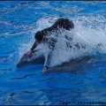 Marineland - Dauphins - Spectacle 17h00 - 091