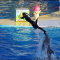 Marineland - Dauphins - Spectacle 17h00 - 094