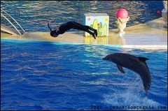 Marineland - Dauphins - Spectacle 17h00 - 096