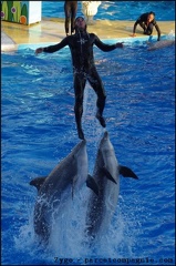 Marineland - Dauphins - Spectacle 17h00 - 105