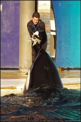 Marineland - Orques - Spectacle 15h30 - 123