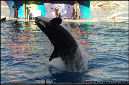 Marineland - Orques - Spectacle 15h30 - 124