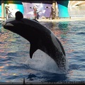 Marineland - Orques - Spectacle 15h30 - 125