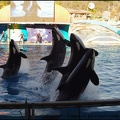 Marineland - Orques - Spectacle 15h30 - 127