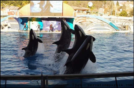 Marineland - Orques - Spectacle 15h30 - 127