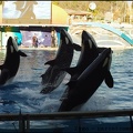 Marineland - Orques - Spectacle 15h30 - 128