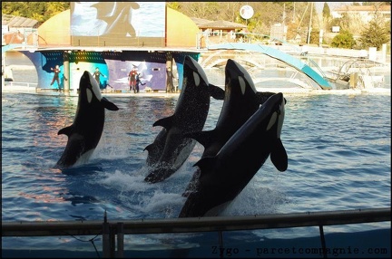 Marineland - Orques - Spectacle 15h30 - 128