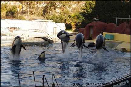Marineland - Orques - Spectacle 15h30 - 129
