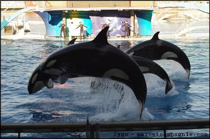 Marineland - Orques - Spectacle 15h30 - 130