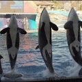 Marineland - Orques - Spectacle 15h30 - 133