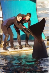 Marineland - Orques - Spectacle 15h30 - 135