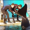 Marineland - Orques - Spectacle 15h30 - 136