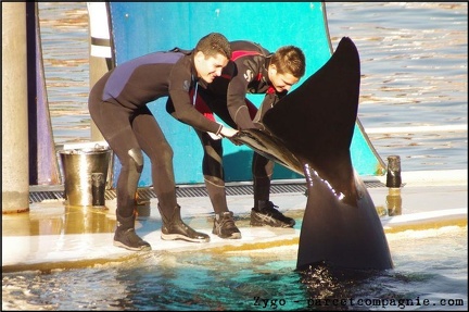 Marineland - Orques - Spectacle 15h30 - 136