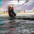 Marineland - Orques - Spectacle 15h30 - 137