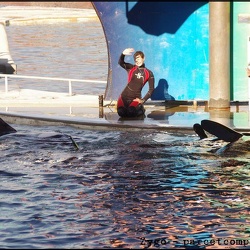 Marineland - Orques - Spectacle 15h30