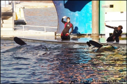 Marineland - Orques - Spectacle 15h30 - 138