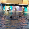 Marineland - Orques - Spectacle 15h30 - 139
