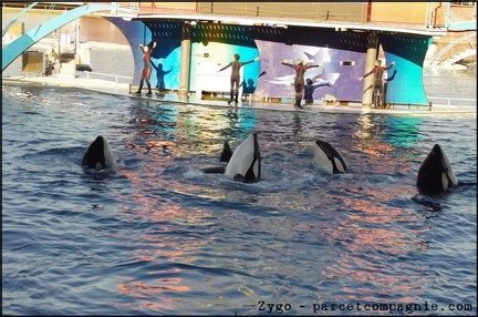 Marineland - Orques - Spectacle 15h30 - 140