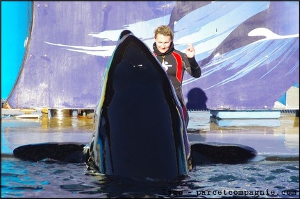 Marineland - Orques - Spectacle 15h30 - 144