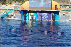 Marineland - Orques - Spectacle 15h30 - 145