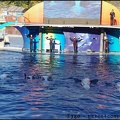 Marineland - Orques - Spectacle 15h30 - 145