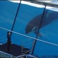 Marineland - Orques - Spectacle 15h30 - 148