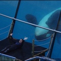 Marineland - Orques - Spectacle 15h30 - 152
