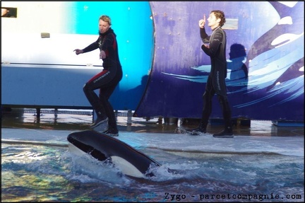 Marineland - Orques - Spectacle 15h30 - 158