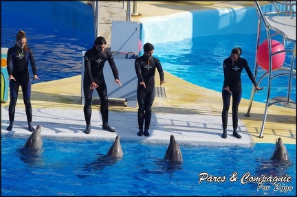 Marineland - Dauphins - Spectacle 14h30 - 012