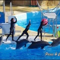 Marineland - Dauphins - Spectacle 14h30 - 013