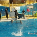 Marineland - Dauphins - Spectacle 14h30 - 016