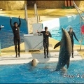 Marineland - Dauphins - Spectacle 14h30 - 017