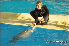 Marineland - Dauphins - Spectacle 14h30 - 021