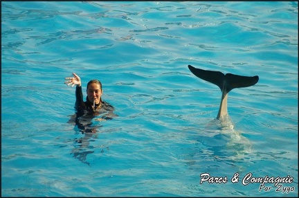 Marineland - Dauphins - Spectacle 14h30 - 029
