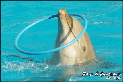 Marineland - Dauphins - Spectacle 14h30 - 032