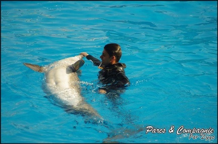 Marineland - Dauphins - Spectacle 14h30 - 037