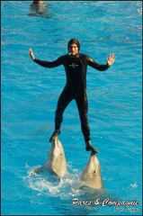 Marineland - Dauphins - Spectacle 14h30 - 045