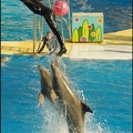 Marineland - Dauphins - Spectacle 14h30 - 046