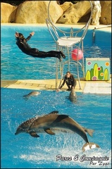Marineland - Dauphins - Spectacle 14h30 - 048