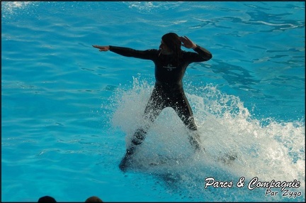Marineland - Dauphins - Spectacle 14h30 - 052