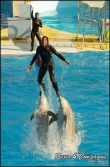 Marineland - Dauphins - Spectacle 14h30 - 055